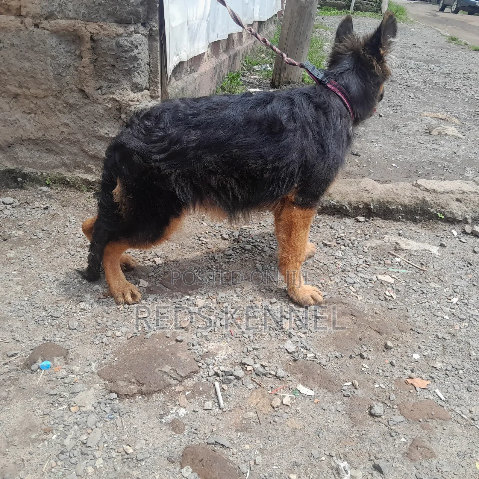 3-6 months Female Purebred German Shepherd