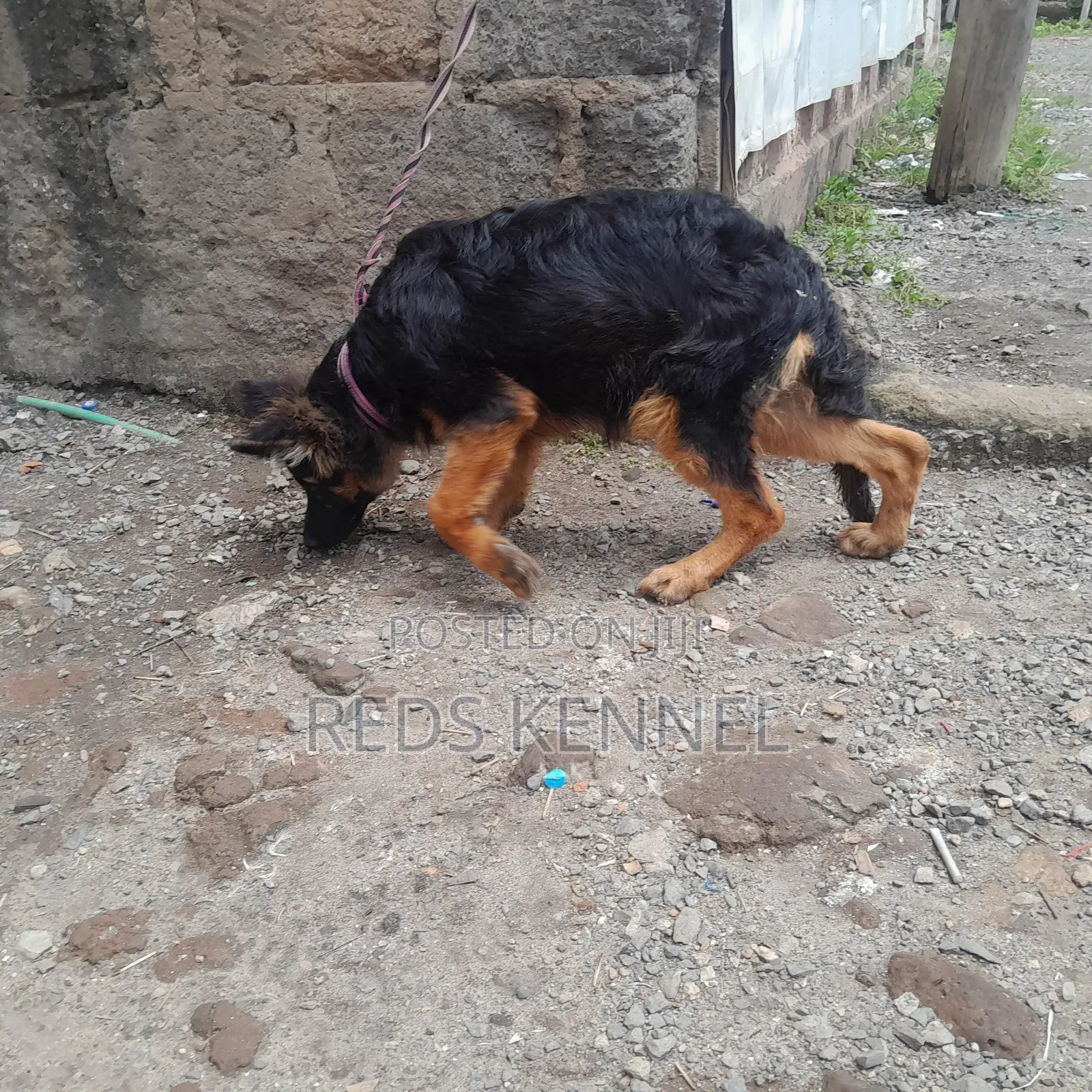 3-6 months Female Purebred German Shepherd
