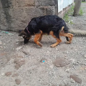 3-6 months Female Purebred German Shepherd