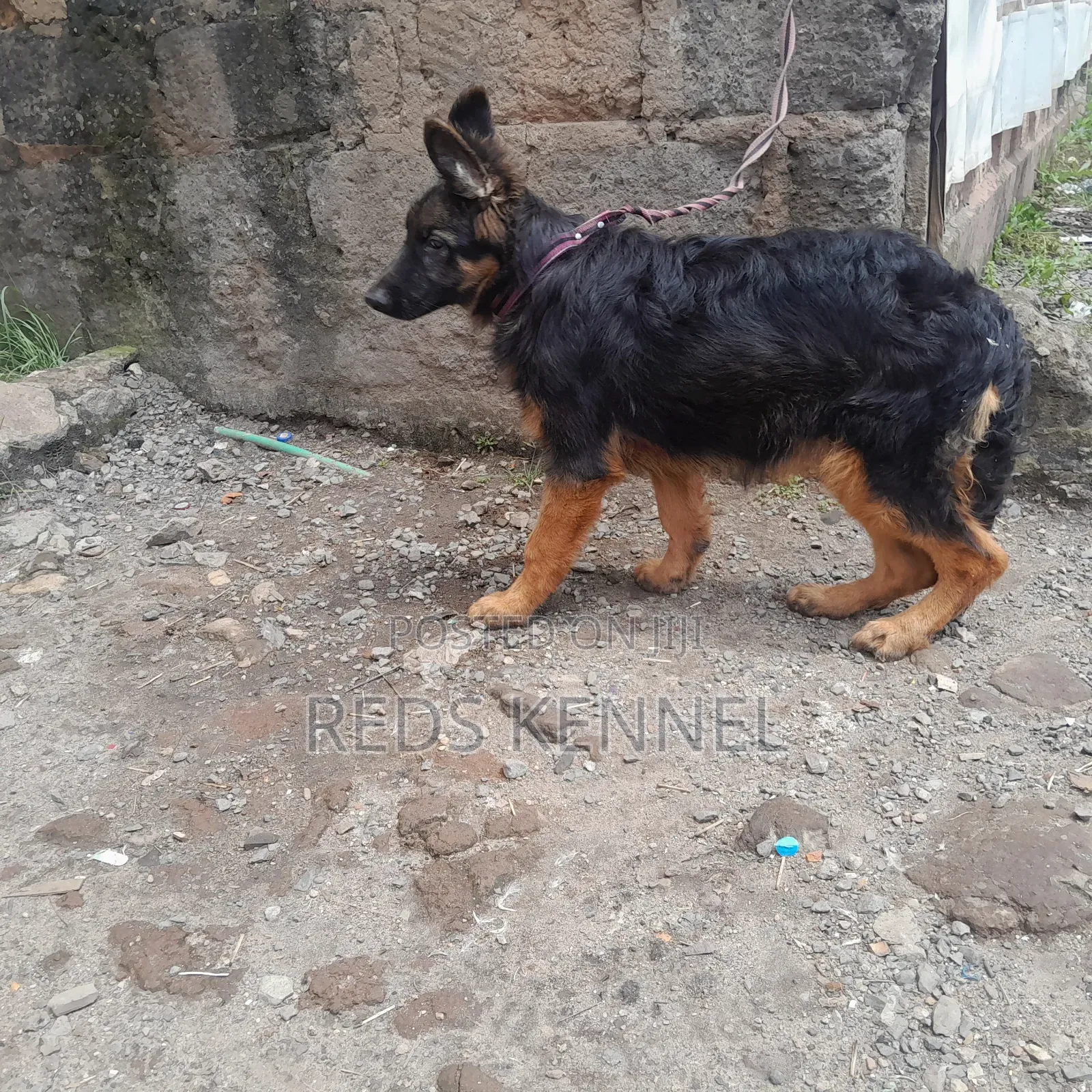 3-6 months Female Purebred German Shepherd