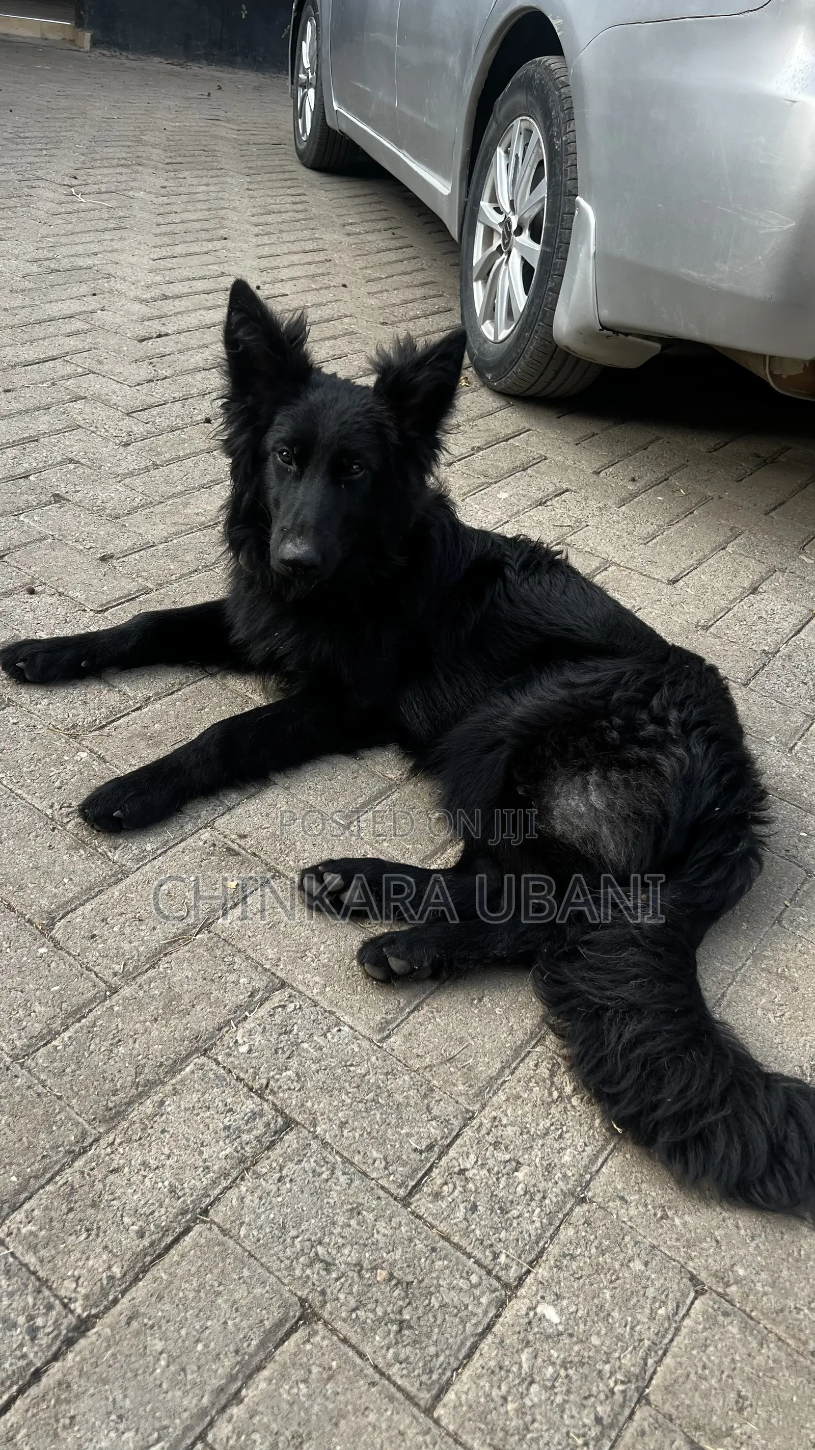 6-12 months Male Purebred German Shepherd