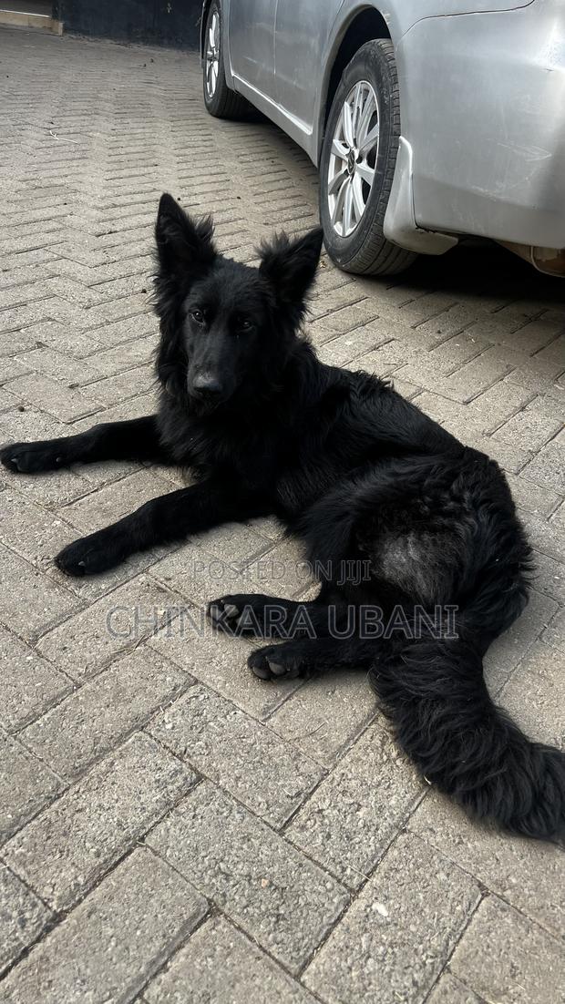 6-12 months Male Purebred German Shepherd - thumbnail 7
