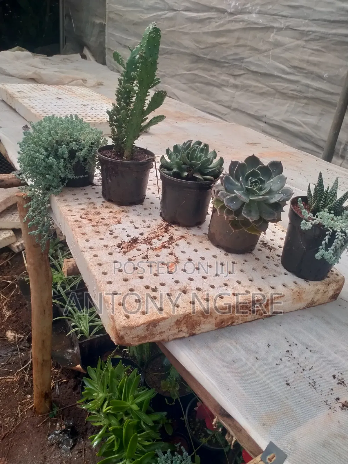 Succulents Plant