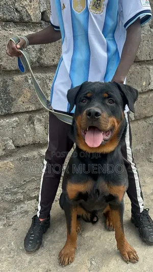 6-12 months Male Purebred Rottweiler
