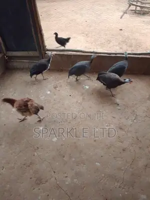 Guinnea Fowls