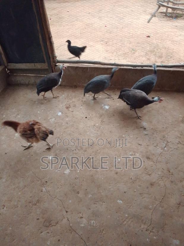 Guinnea Fowls - thumbnail 2