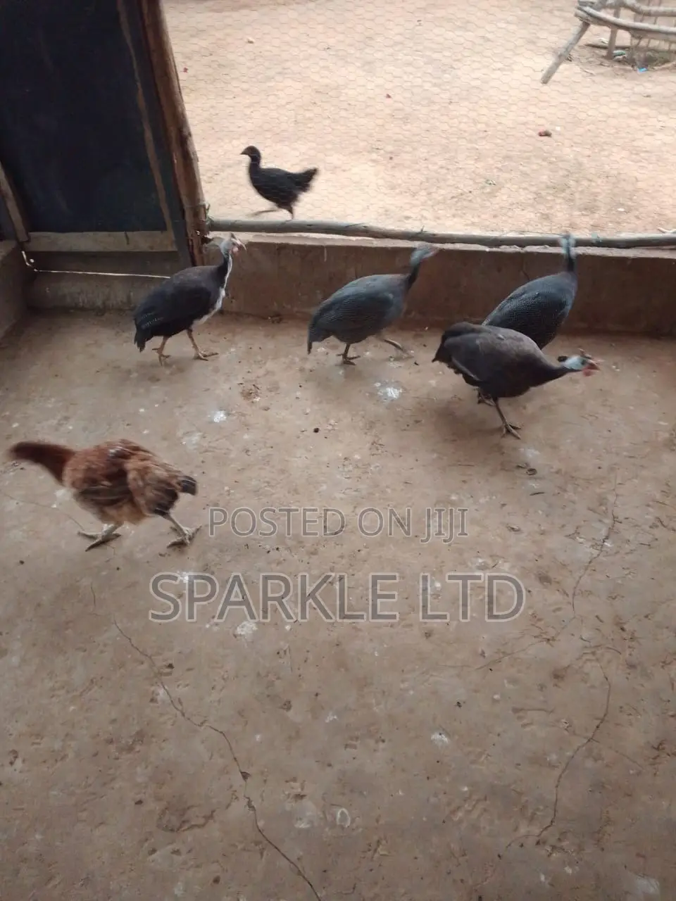 Guinnea Fowls