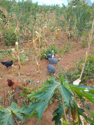 Guinnea Fowls