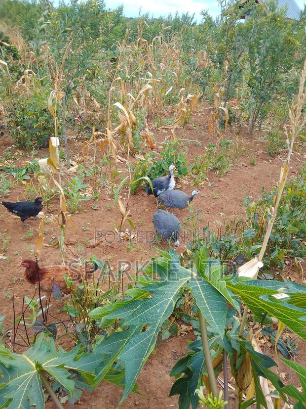 Guinnea Fowls