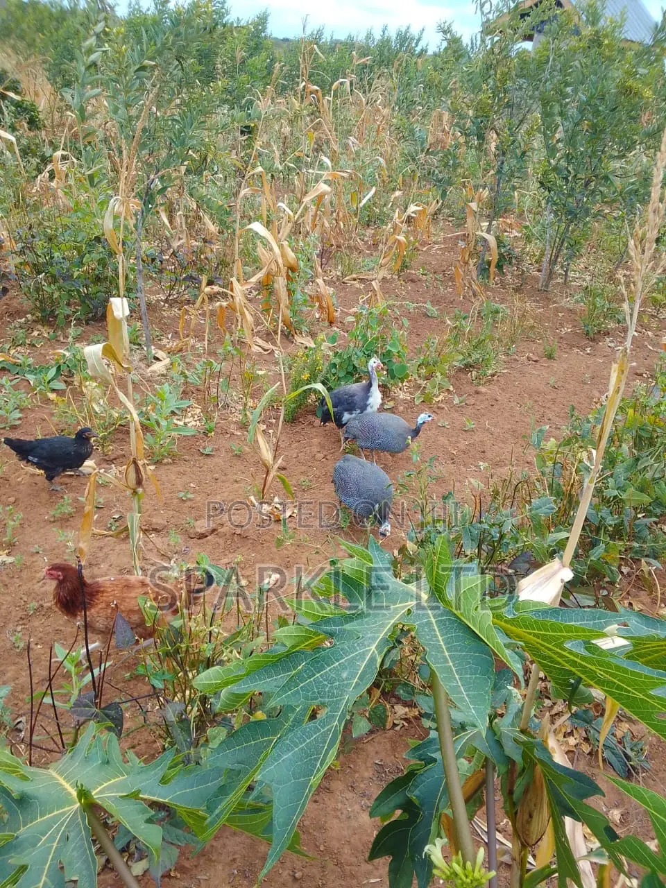Guinnea Fowls