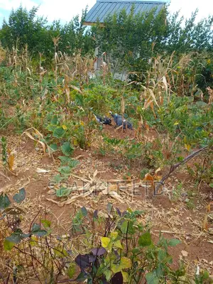 Guinnea Fowls