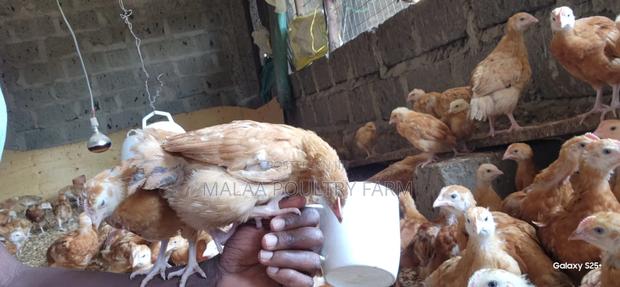Improved Kienyeji Chicks - thumbnail 4
