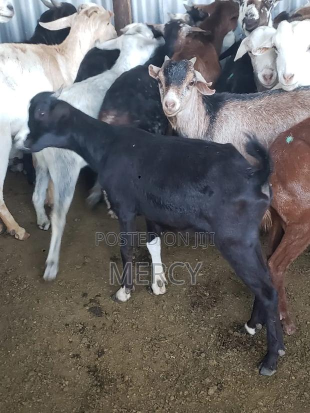 Goats for Sale - main view