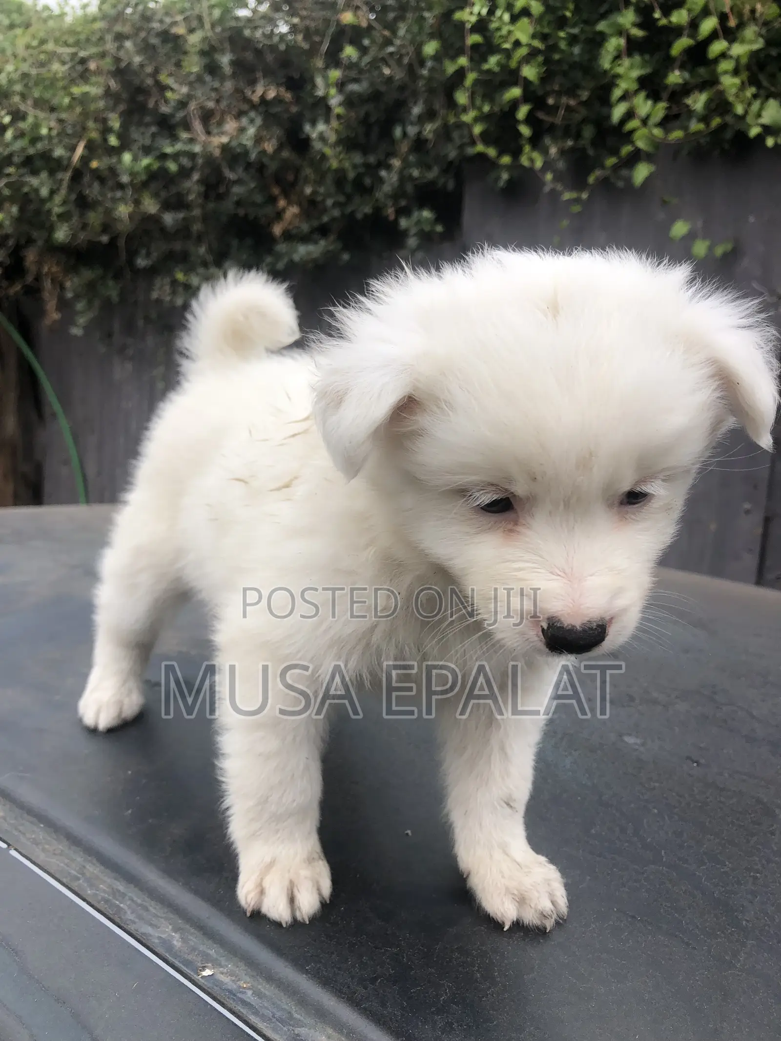 1-3 months Male Mixed Breed Japanese Spitz