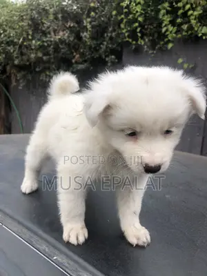 1-3 months Male Mixed Breed Japanese Spitz