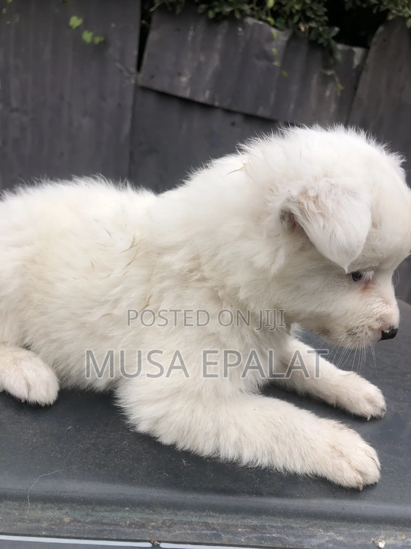 1-3 months Male Mixed Breed Japanese Spitz