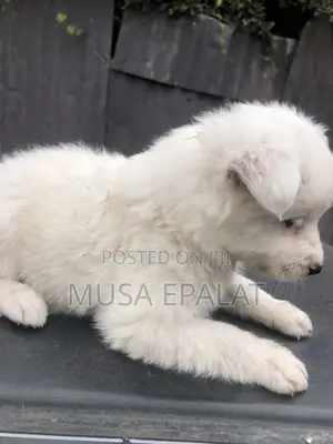 1-3 months Male Mixed Breed Japanese Spitz