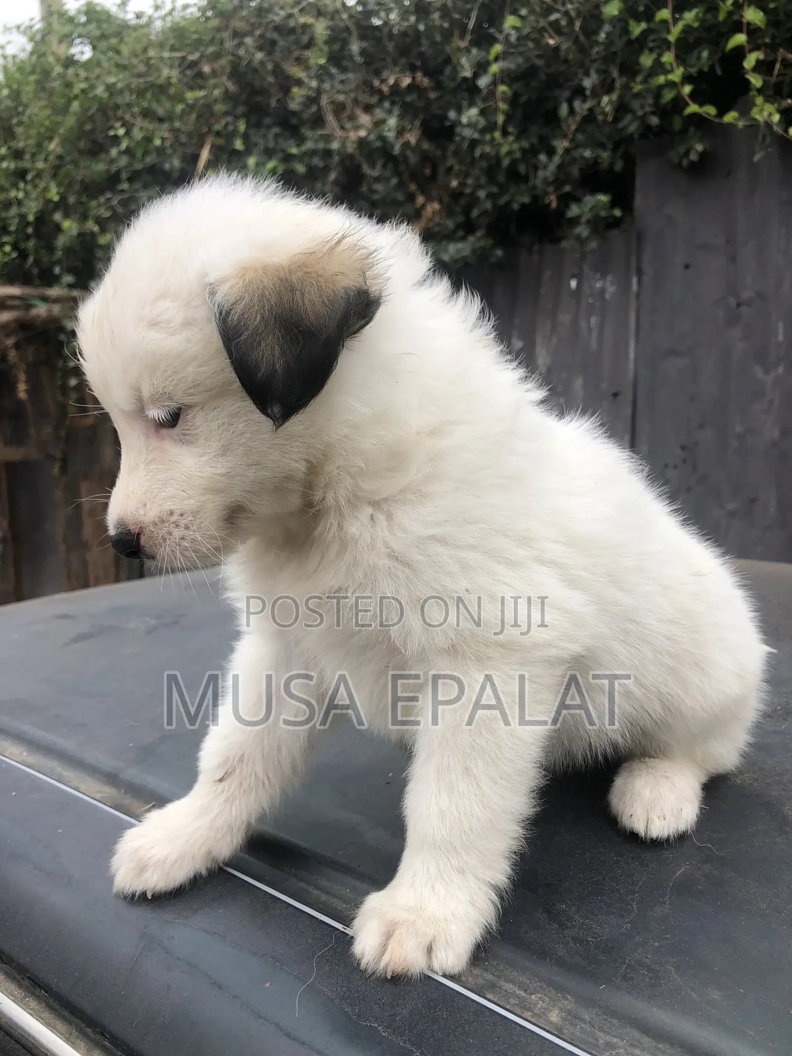 1-3 months Male Mixed Breed Japanese Spitz