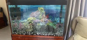 Complete Glass Fish Tank Aquarium With Wooden Storage Cabinet Stand