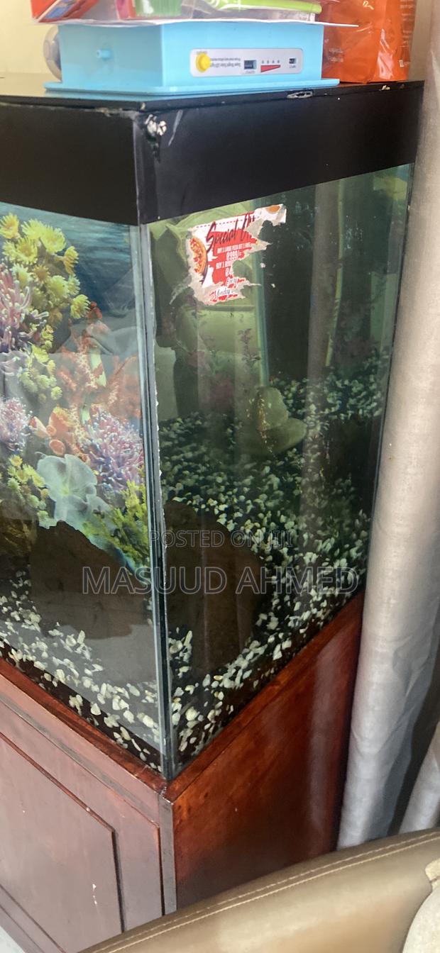 Complete Glass Fish Tank Aquarium With Wooden Storage Cabinet Stand - thumbnail 4