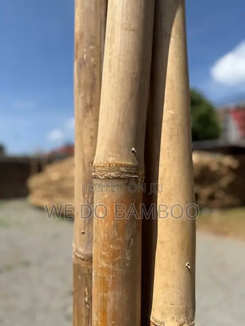 Treated Bamboo Poles