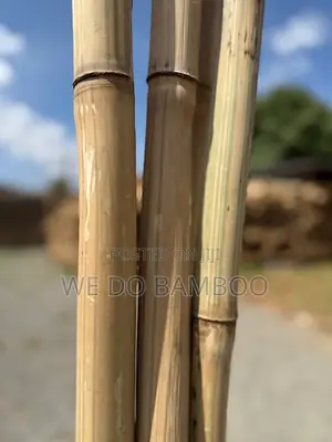 Treated Bamboo Poles