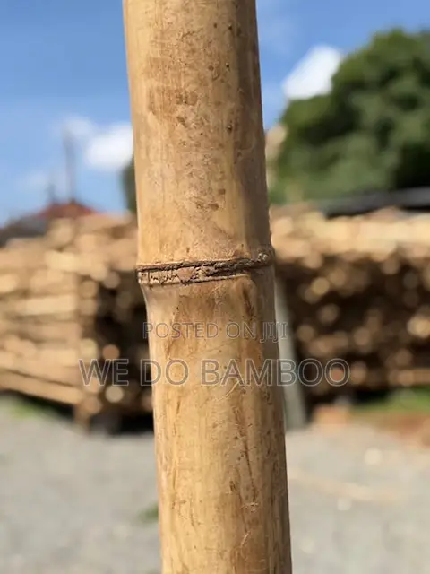 Treated Bamboo Poles