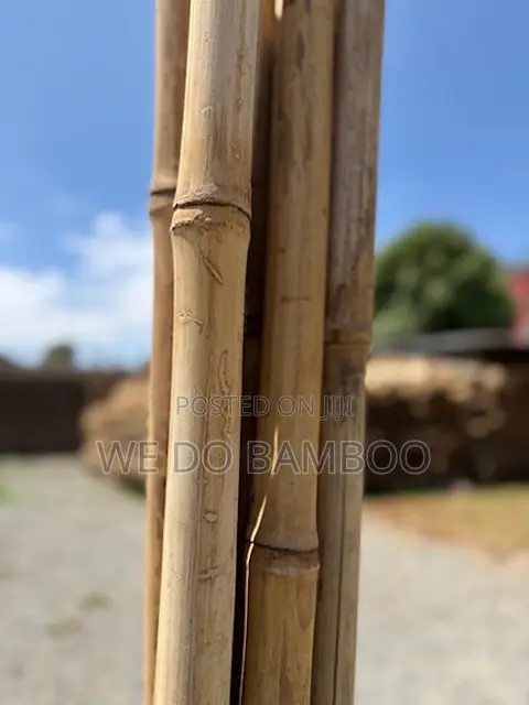 Treated Bamboo Poles