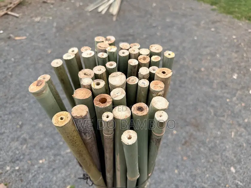 Treated Bamboo Poles