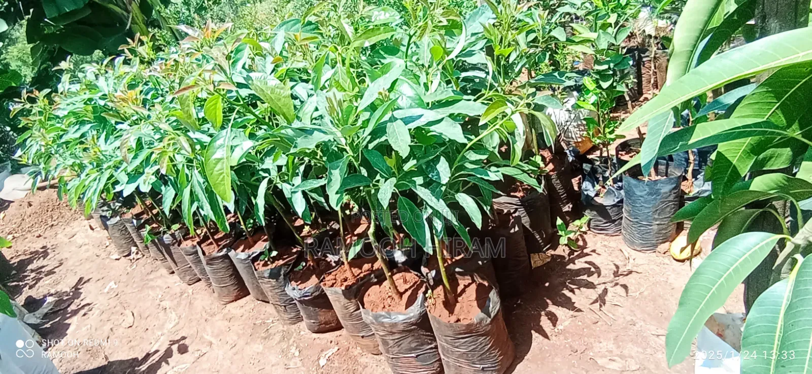 Hass Avocado Seedlings