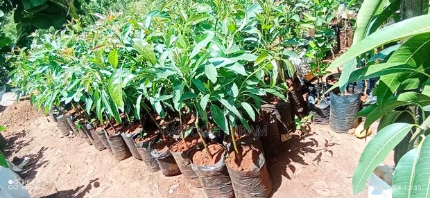 Hass Avocado Seedlings