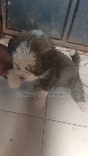 1-3 months Male Purebred Havanese