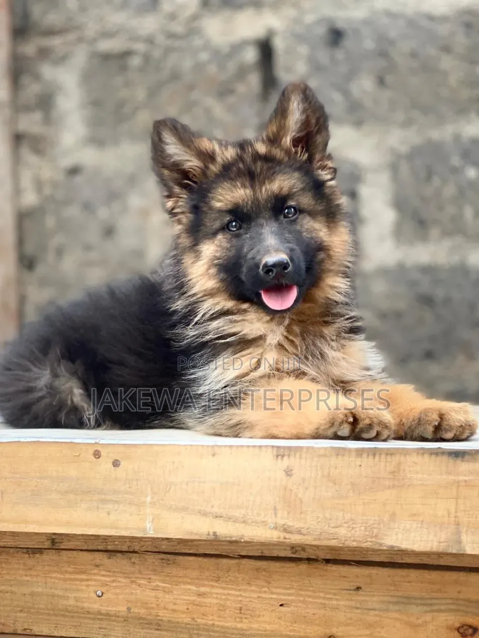 1-3 months Male Purebred German Shepherd