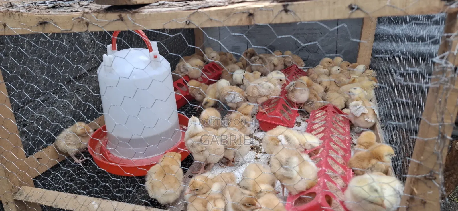 Chicks Improve Kienyeji Kenbro