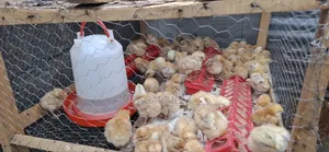 Chicks Improve Kienyeji Kenbro