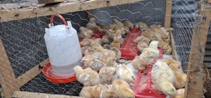 Chicks Improve Kienyeji Kenbro