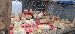 Chicks Improve Kienyeji Kenbro