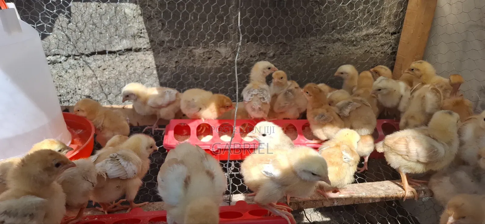 Chicks Improve Kienyeji Kenbro