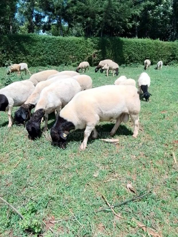 Dorper Sheep - thumbnail 2
