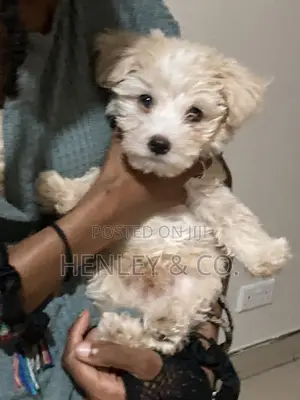 1-3 months Male Purebred Bichon Frise