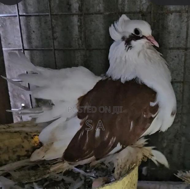 Saddle Fantail