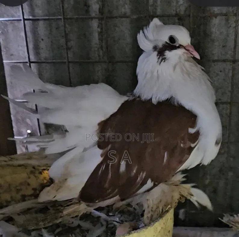 Saddle Fantail