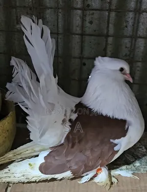 Saddle Fantail