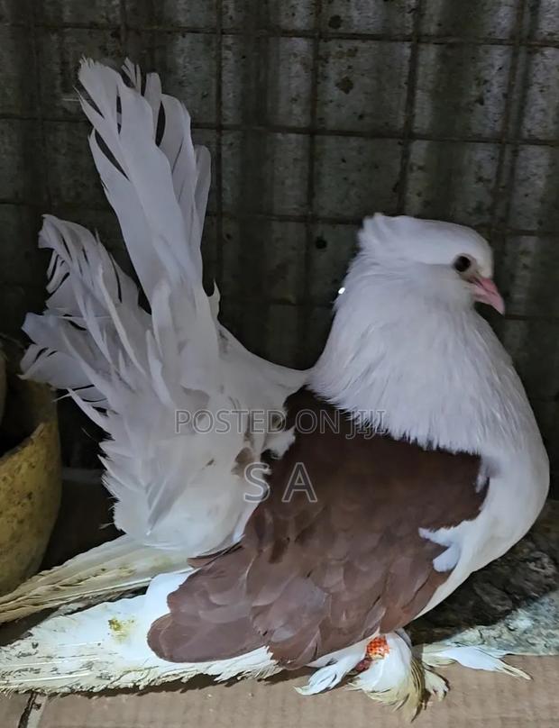 Saddle Fantail - thumbnail 2