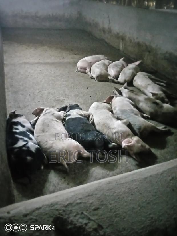 Pigs for Sale - thumbnail 3