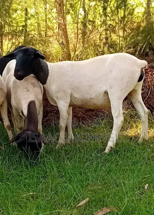 Dorper Sheep