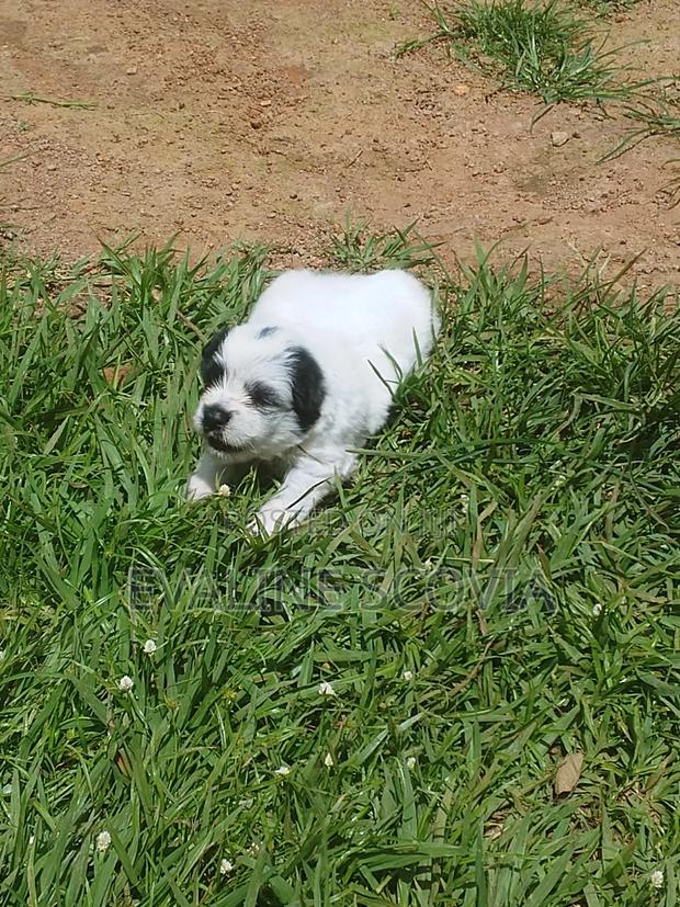 1-3 months Male Mixed Breed Maltese