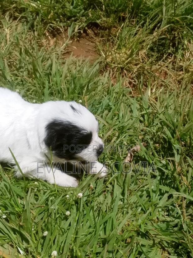 3-6 months Female Mixed Breed Maltese