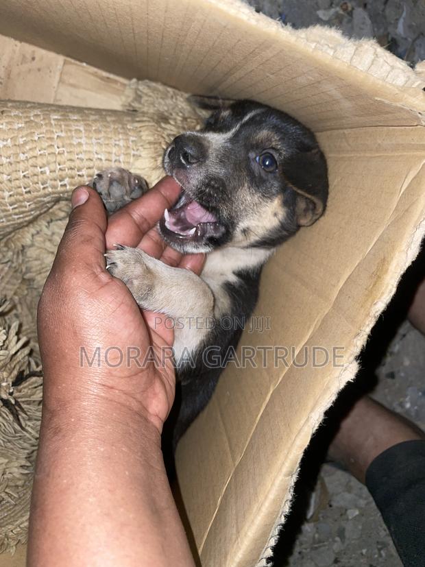 1-3 months Male Mixed Breed Rottweiler - thumbnail 2