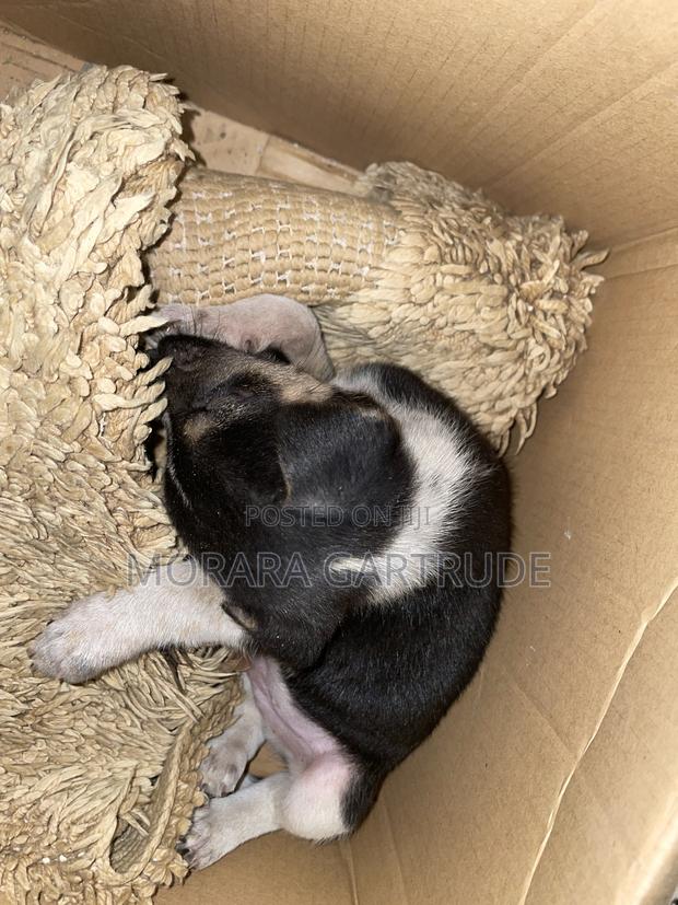 1-3 months Male Mixed Breed Rottweiler